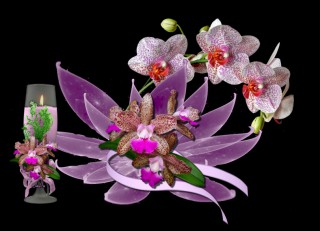 Orchidea